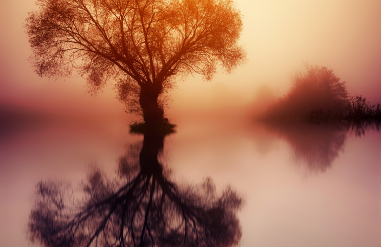 tree with reflection in pond