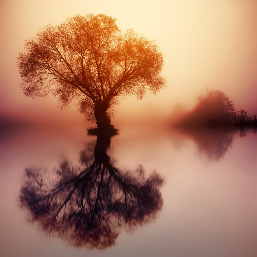 tree with reflection in pond