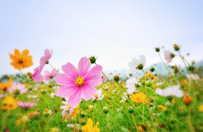 spring flowers in a meadow