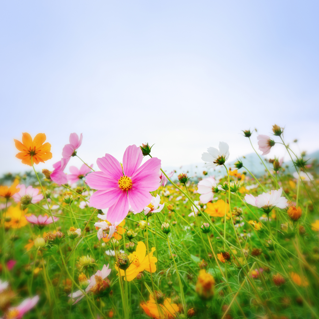 spring flowers in a meadow