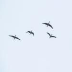 Group of Canadian Geese flying with blue sky background