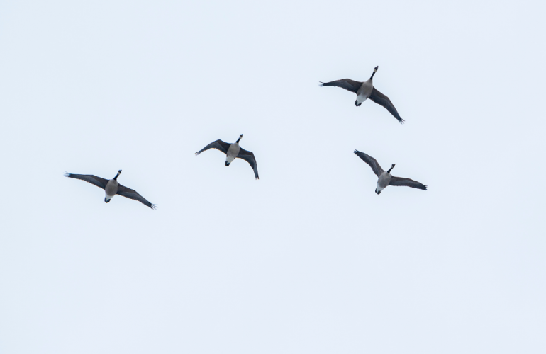 Group of Canadian Geese flying with blue sky background