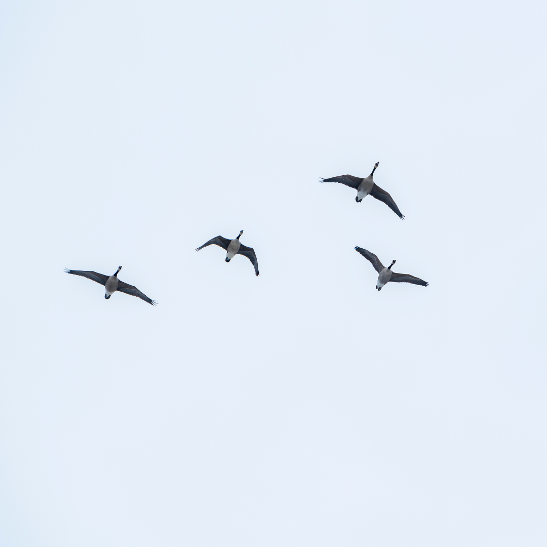 Group of Canadian Geese flying with blue sky background