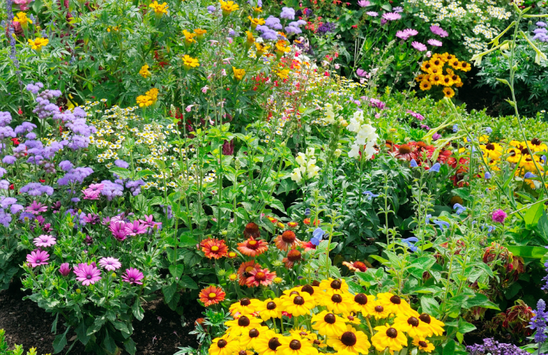 Flower garden with yellow, purple, red and pink flowers